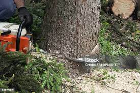 Best Lawn Pest Prevention  in Roma, TX