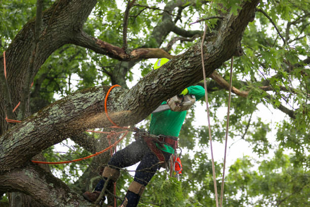 Best Commercial Tree Services  in Roma, TX