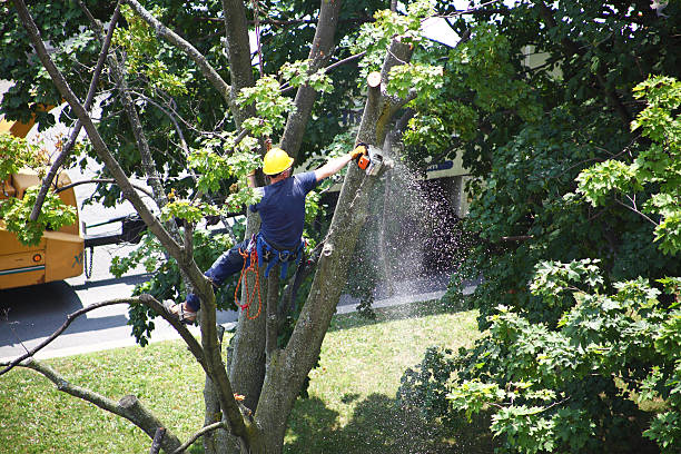 Best Tree Maintenance Programs  in Roma, TX